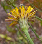 Hairy cat's ear